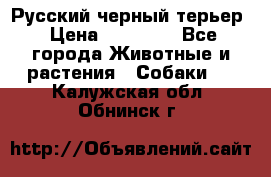 Русский черный терьер › Цена ­ 35 000 - Все города Животные и растения » Собаки   . Калужская обл.,Обнинск г.